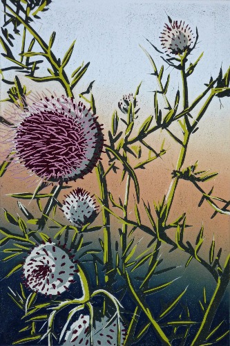 Woolly Thistle by Alexandra Buckle