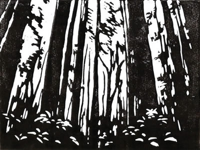 Sunlight Through Redwoods #2 in Black by Alexandra Buckle