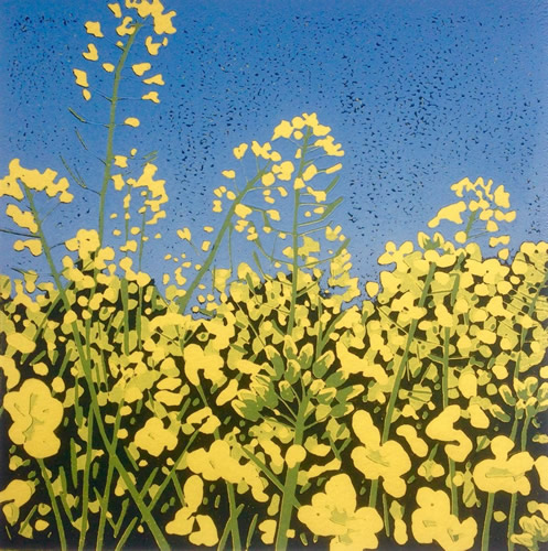 Yellow Field by Alexandra Buckle